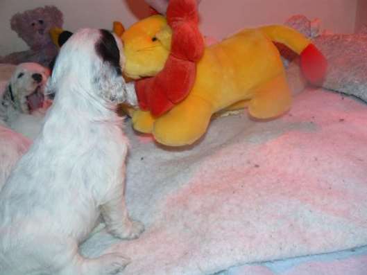 Click for large image