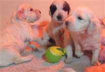 Click for large image