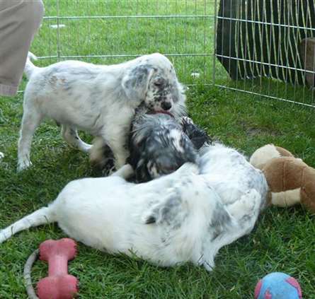 Click for large image