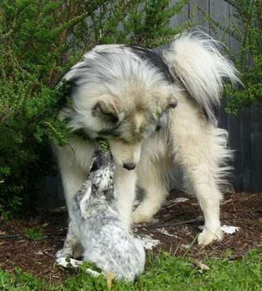 Click for large image