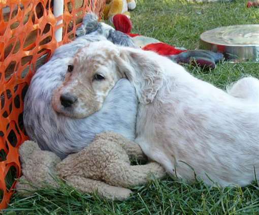 Click for large image