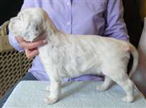 Click for large image