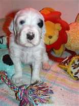 Click for large image