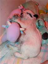 Click for large image