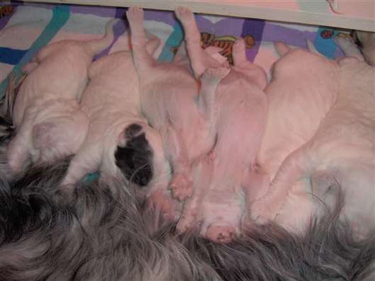 Click for large image