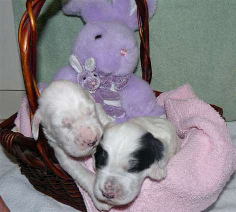 Click for large image