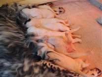 Click for large image