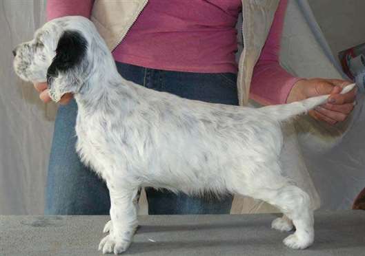 Click for large image