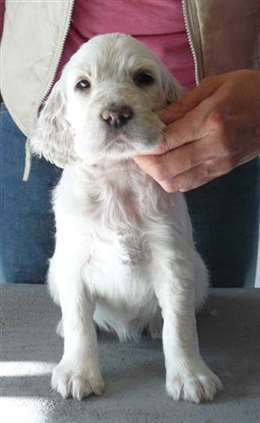 Click for large image