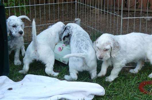 Click for large image