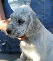 Click for large image