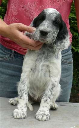 Click for large image