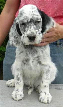 Click for large image