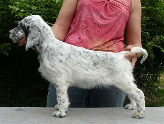 Click for large image