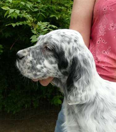 Click for large image