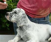 Click for large image