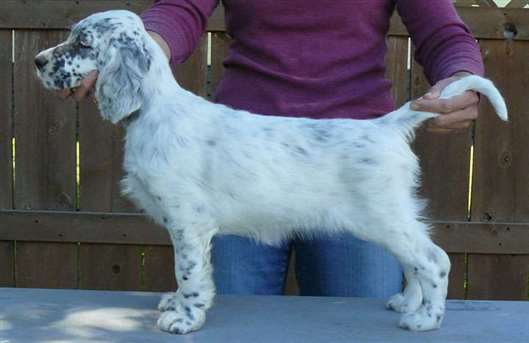 Click for large image