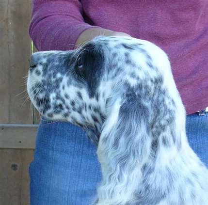 Click for large image