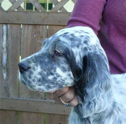 Click for large image