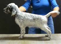 Click for large image