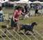 Moving out to win Select Dog at Ranier Sporting Dog Specialty