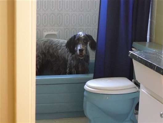 Click for large image