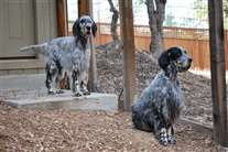 Click for large image