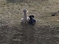 Click for large image