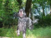 Click for large image