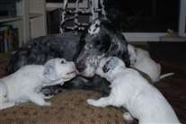 Click for large image