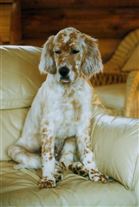 Click for large image