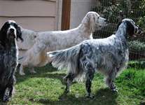 Click for large image