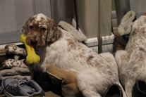 Click for large image