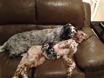 Click for large image