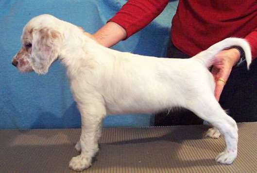 Click for large image