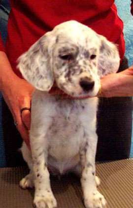 Click for large image