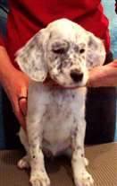 Click for large image