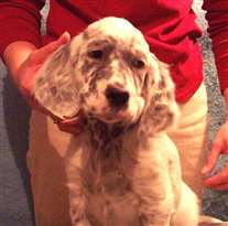 Click for large image