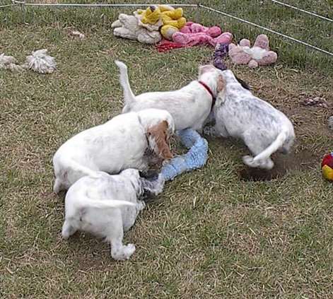 Click for large image