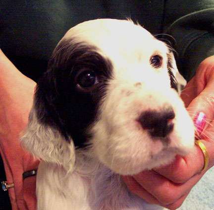 Click for large image