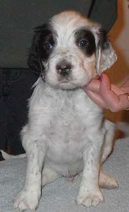 Click for large image