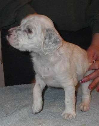 Click for large image