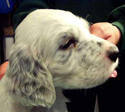 Click for large image