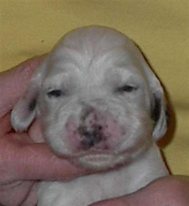 Click for large image