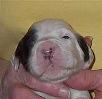 Click for large image