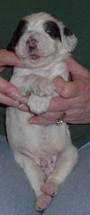 Click for large image