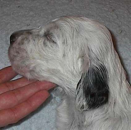 Click for large image