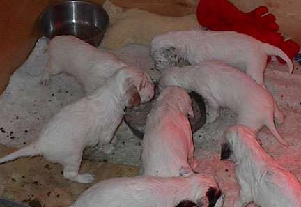 Click for large image