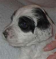 Click for large image