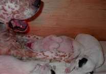 Click for large image